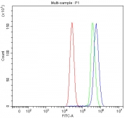 Flow cytometry testing of human MCF7 cells with SDCBP2 antibody at 1ug/million cells (blocked with goat sera); Red=cells alone, Green=isotype control, Blue= SDCBP2 antibody.