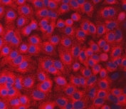 Immunofluorescent staining of FFPE human A549 cells with SEC23IP antibody (red) and DAPI nuclear stain (blue). HIER: steam section in pH6 citrate buffer for 20 min.