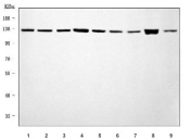 Western blot testing of 1) human HeLa, 2) human 293T, 3) human U-251, 4) human HepG2, 5) human A549, 6) monkey COS-7, 7) rat brain, 8) rat PC-12 and 9) mouse RAW264.7 cell lysate with SEC23IP antibody. Predicted molecular weight ~111 kDa.