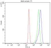 Flow cytometry testing of human HL-60 cells with SEC23IP antibody at 1ug/million cells (blocked with goat sera); Red=cells alone, Green=isotype control, Blue= SEC23IP antibody.
