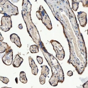 IHC staining of FFPE human placental tissue with SEC23IP antibody. HIER: boil tissue sections in pH8 EDTA for 20 min and allow to cool before testing.