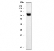 Western blot testing of human U-251 cell lysate with SEMA7A antibody. Predicted molecular weight ~73 kDa and 75 kDa (two isoforms).