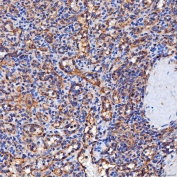 IHC staining of FFPE human spleen tissue with SERAC1 antibody. HIER: boil tissue sections in pH8 EDTA for 20 min and allow to cool before testing.