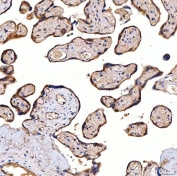 IHC staining of FFPE human placental tissue with SERAC1 antibody. HIER: boil tissue sections in pH8 EDTA for 20 min and allow to cool before testing.