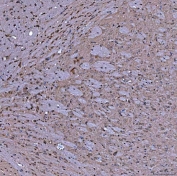 IHC staining of FFPE mouse brain tissue with SERAC1 antibody. HIER: boil tissue sections in pH8 EDTA for 20 min and allow to cool before testing.