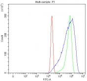 Flow cytometry testing of human U-2 OS cells with SHROOM4 antibody at 1ug/million cells (blocked with goat sera); Red=cells alone, Green=isotype control, Blue= SHROOM4 antibody.