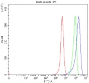 Flow cytometry testing of human RT4 cells with SHROOM4 antibody at 1ug/million cells (blocked with goat sera); Red=cells alone, Green=isotype control, Blue= SHROOM4 antibody.