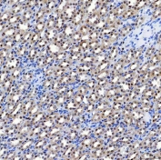 IHC staining of FFPE rat kidney tissue with SF3a120 antibody. HIER: boil tissue sections in pH8 EDTA for 20 min and allow to cool before testing.