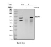 Immunoprecipitation of SF3a60 protein from 500ug of human HeLa whole cell lysate with 2ug of SF3a60 antibody.