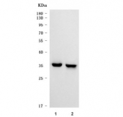 Western blot testing of human 1) HeLa and 2) U-87 MG cell lysate with Sideroflexin-3 antibody. Predicted molecular weight ~36 kDa.