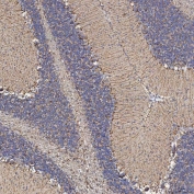 IHC staining of FFPE mouse cerebellum tissue with Sideroflexin-5 antibody. HIER: boil tissue sections in pH8 EDTA for 20 min and allow to cool before testing.