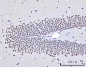 IHC staining of FFPE mouse brain tissue with RNA-binding protein 22 antibody. HIER: boil tissue sections in pH8 EDTA for 20 min and allow to cool before testing.