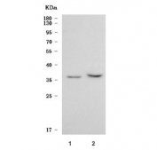 Western blot testing of 1) human HepG2 and 2) rat brain tissue lysate with SGTB antibody. Predicted molecular weight ~34 kDa.