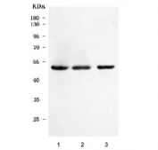 Western blot testing of 1) human 293T, 2) human HeLa and 3) rat PC-12 cell lysate with SH2D4A antibody. Predicted molecular weight: ~53 kDa.