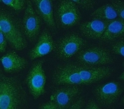 Immunofluorescent staining of FFPE human A549 cells with SH2D4A antibody (green) and DAPI nuclear stain (blue). HIER: steam section in pH6 citrate buffer for 20 min.