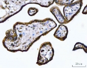 IHC staining of FFPE human placental tissue with ANXA1 antibody. HIER: boil tissue sections in pH8 EDTA for 20 min and allow to cool before testing.