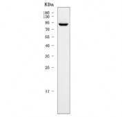 Western blot testing of rat testis lysate with SHCBP1L antibody. Predicted molecular weight ~73 kDa.