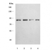 Western blot testing of 1) human MCF7, 2) human placenta, 3) rat liver and 4) mouse liver tissue lysate with SHROOM1 antibody. Predicted molecular weight ~91 kDa.