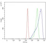 Flow cytometry testing of human U-2 OS cells with SHROOM2 antibody at 1ug/million cells (blocked with goat sera); Red=cells alone, Green=isotype control, Blue= SHROOM2 antibody.