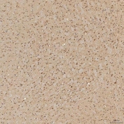 IHC staining of FFPE rat brain tissue with FAM60A antibody. HIER: boil tissue sections in pH8 EDTA for 20 min and allow to cool before testing.