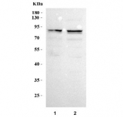 Western blot testing of human 1) SH-SY5Y and 2) 293T cell lysate with SLC5A4 antibody. Predicted molecular weight ~72 kDa but may be observed at higher molecular weights due to glycosylation.