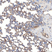 IHC staining of FFPE mouse lung tissue with NHERF-2 antibody. HIER: boil tissue sections in pH8 EDTA for 20 min and allow to cool before testing.