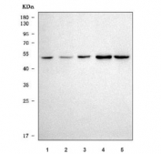 Western blot testing of human 1) PC-3, 2) HeLa, 3) HepG2, 4) MOLT4 and 5) K562 cell lysate with SPOP antibody. Predicted molecular weight ~42 kDa.