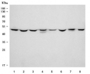 Western blot testing of 1) rat testis, 2) rat brain, 3) rat C6, 4) rat PC-12, 5) mouse testis, 6) mouse brain, 7) mouse Neuro-2a and 8) mouse SP2/0 cell lysate with TUBG1/2 antibody. Predicted molecular weight ~51 kDa.