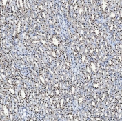 IHC staining of FFPE rat kidney tissue with SAP130 antibody. HIER: boil tissue sections in pH8 EDTA for 20 min and allow to cool before testing.