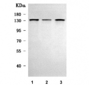 Western blot testing of human 1) HeLa, 2) Jurkat and 3) SiHa cell lysate with SAP130 antibody. Predicted molecular weight ~136 kDa.