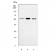 Western blot testing of 1) human HeLa, 2) human SH-SY5Y and 3) rat PC-12 cell lysate with Abelson interactor 2 antibody. Predicted molecular weight ~55 kDa.