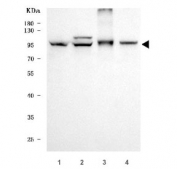 Western blot testing of human 1) U-87 MG, 2) HeLa, 3) PC-3 and 4) HepG2 cell lysate with GOLGA1 antibody. Expected molecular weight: 88-97 kDa.