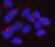 Immunofluorescent staining of FFPE human HeLa cells with GOLGA1 antibody (red) and DAPI nuclear stain (blue). HIER: steam section in pH6 citrate buffer for 20 min.