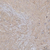 IHC staining of FFPE rat cerebellum tissue with SLC20A1 antibody. HIER: boil tissue sections in pH8 EDTA for 20 min and allow to cool before testing.
