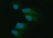 Immunofluorescent staining of FFPE human A549 cells with EIF2AK1 antibody (green) and DAPI nuclear stain (blue). HIER: steam section in pH6 citrate buffer for 20 min.