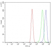 Flow cytometry testing of human Caco-2 cells with PSMB7 antibody at 1ug/million cells (blocked with goat sera); Red=cells alone, Green=isotype control, Blue= PSMB7 antibody.
