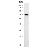 Western blot testing of human RT4 cell lysate with SIAE antibody. Predicted molecular weight ~58 kDa but may be observed at higher molecular weights due to glycosylation.