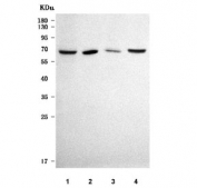 Western blot testing of 1) human HEL, 2) mouse spleen, 3) rat spleen and 4) mouse RAW264.7 cell lysate with SIGLEC12 antibody. Predicted molecular weight ~65 kDa.