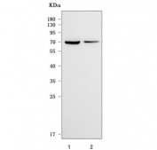 Western blot testing of 1) human HEL and 2) rat brain tissue lysate with VMAT2 antibody. Predicted molecular weight ~56 KDa but may be observed at higher molecular weights due to glycosylation.