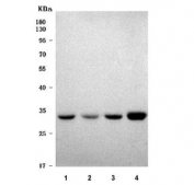 Western blot testing of 1) rat liver, 2) rat heart, 3) mouse liver and 4) mouse heart tissue lysate with MATE-1 antibody. Predicted molecular weight ~62 kDa, 32 kDa and 64 kDa (multiple isoforms).
