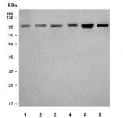 Western blot testing of 1) human A431, 2) human Caco-2, 3) human U-251, 4) human SiHa, 5) mouse heart and 6) mouse skeletal muscle tissue lysate with SLMAP antibody. Predicted molecular weight ~95 kDa.