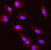 Immunofluorescent staining of FFPE human A549 cells with Thiosulfate sulfurtransferase antibody (red) and DAPI nuclear stain (blue). HIER: steam section in pH6 citrate buffer for 20 min.
