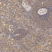 IHC staining of FFPE human spleen tissue with Thiosulfate sulfurtransferase antibody. HIER: boil tissue sections in pH8 EDTA for 20 min and allow to cool before testing.