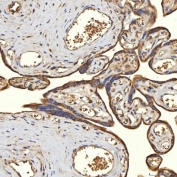 IHC staining of FFPE human placental tissue with Thiosulfate sulfurtransferase antibody. HIER: boil tissue sections in pH8 EDTA for 20 min and allow to cool before testing.