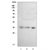 Western blot testing of human 1) SH-SY5Y, 2) MOLT4 and 3) HeLa cell lysate with SLC25A29 antibody. Predicted molecular weight ~32 kDa.