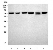 Western blot testing of 1) human HepG2, 2) human 293T, 3) rat brain, 4) rat testis, 5) rat kidney and 6) mouse testis tissue lysate with FATP-4 antibody. Predicted molecular weight ~72 kDa.