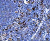 IHC staining of FFPE mouse spleen tissue with TXNDC5 antibody. HIER: boil tissue sections in pH8 EDTA for 20 min and allow to cool before testing.