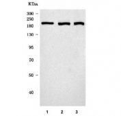 Western blot testing of 1) human U-2 OS, 2) rat PC-12 and 3) mouse RAW264.7 cell lysate with SNF2L2 antibody. Predicted molecular weight ~181 kDa.