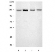 Western blot testing of 1) human HeLa, 2) human MOLT4, 3) rat testis and 4) mouse NIH 3T3 cell lysate with SMC5 antibody. Predicted molecular weight ~129 kDa.