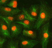 Immunofluorescent staining of FFPE human A549 cells with PAO-1 antibody (red) and Beta Tubulin mAb (green). HIER: steam section in pH6 citrate buffer for 20 min.